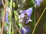 Melitta haemorrhoidalis